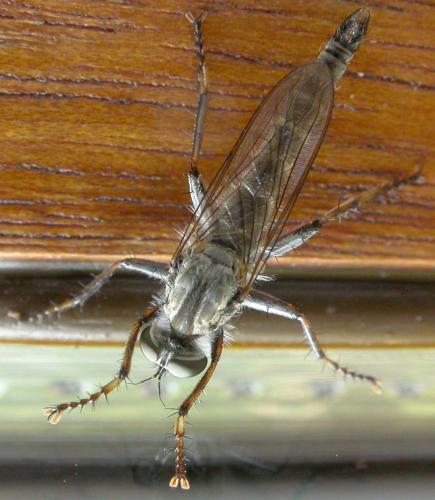 Tolmerus atricapillus