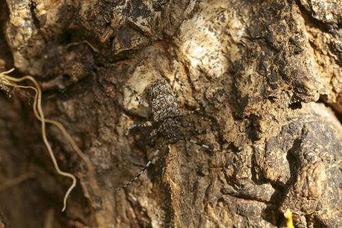 Aegomorphus clavipes