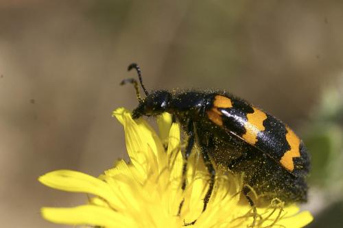 Réf. 64 148 : Mylabris variabilis