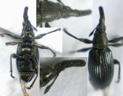Réf. 64 866 : Aspidapion radiolus