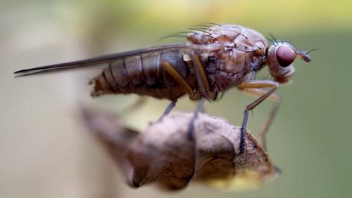 Dryomyza flaveola