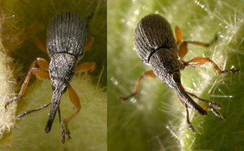 Rhopalapion longirostre