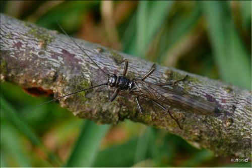 Brachyptera monilicornis
