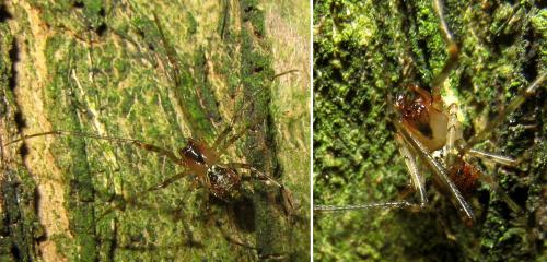 Réf. 64 477 : Platnickina tincta