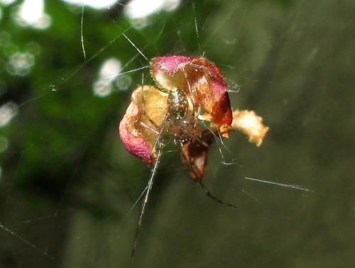Réf. 64 476 : Platnickina tincta