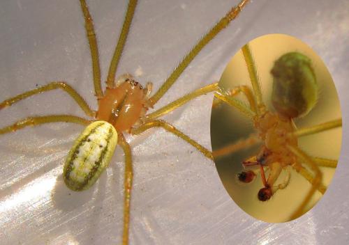 Réf. 64 008 : Enoplognatha sp.