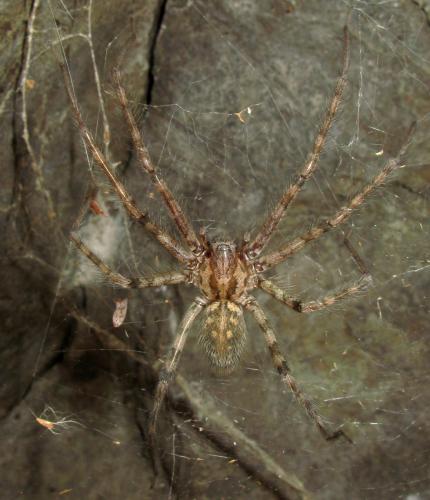 Tegenaria parietina