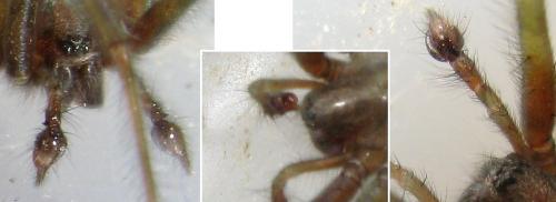 Tegenaria tridentina