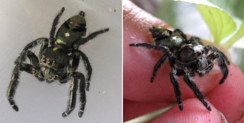 Réf. 64 740 : Hyllus sp.