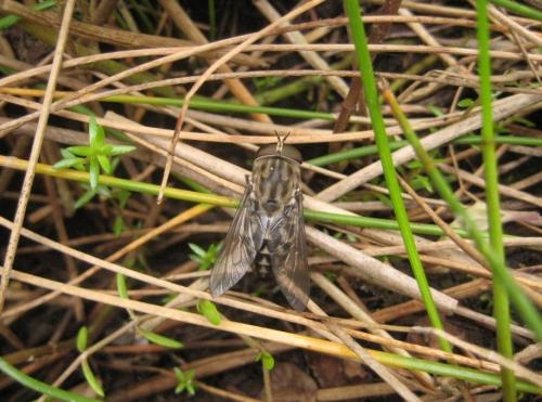 Tabanus autumnalis