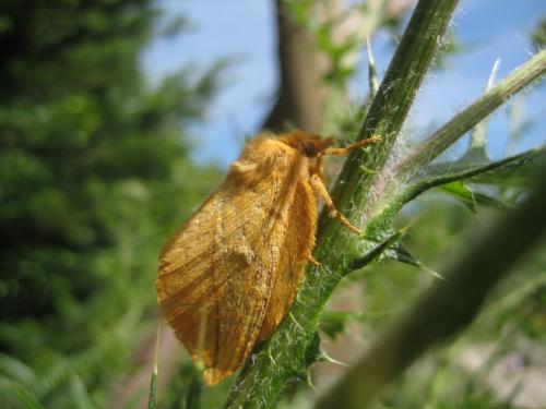 Réf. 64 285 : Euthrix potatoria