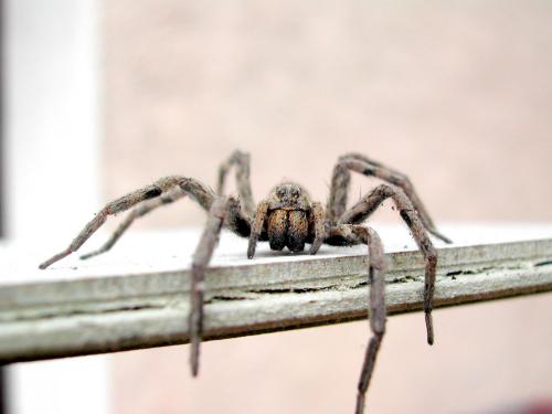 Hogna radiata