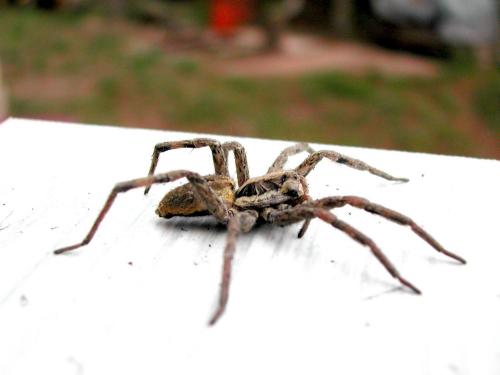 Hogna radiata