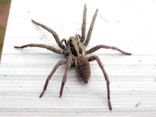 Hogna radiata