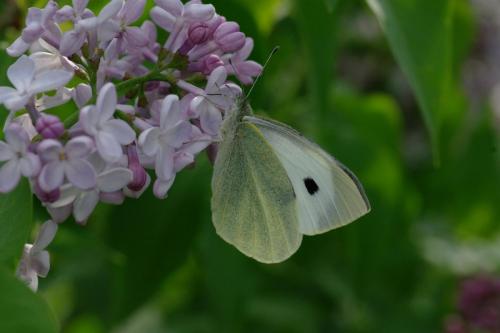 Pieris brassicae