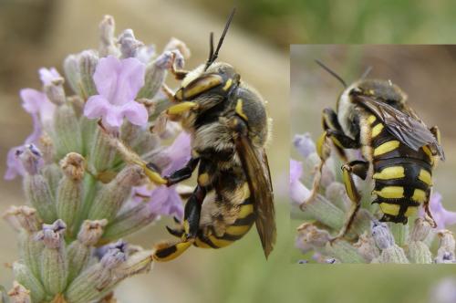 Anthidium florentinum