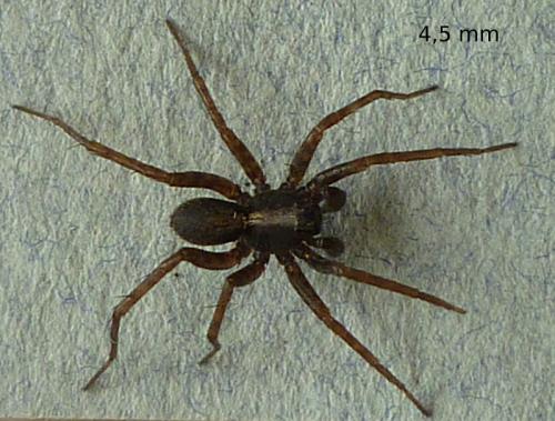 Pardosa sp.