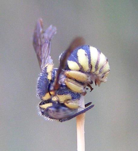 Anthidiellum strigatum