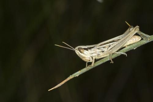Euchorthippus elegantulus
