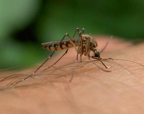 Réf. 64 644 : Aedes vexans