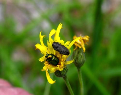 Anthaxia sp.