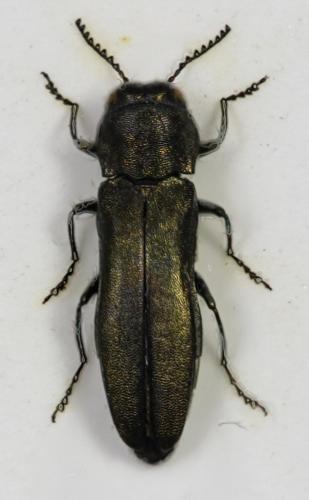 Réf. 64 694 : Agrilus albogularis artemisiae