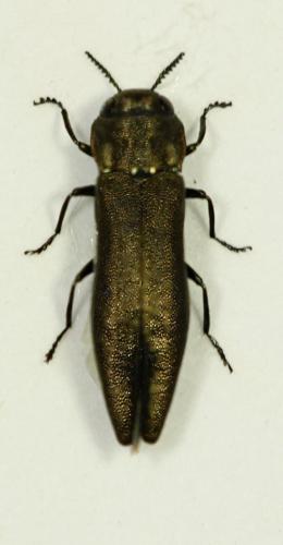 Réf. 64 715 : Agrilus betuleti