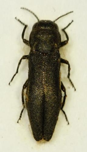 Agrilus elegans