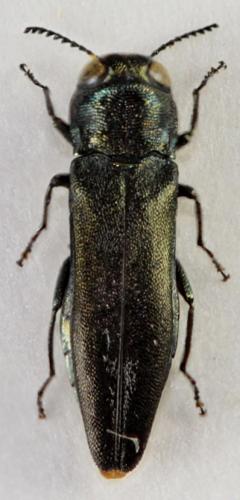 Réf. 64 689 : Agrilus hastulifer