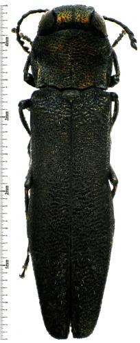 Agrilus obscuricollis