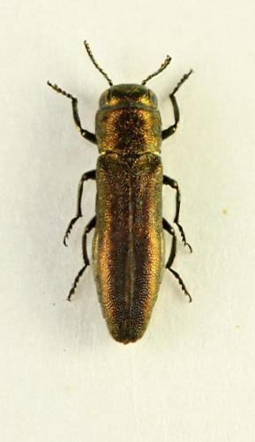 Agrilus roscidus