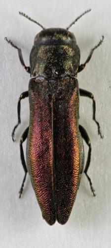 Réf. 64 693 : Agrilus solieri