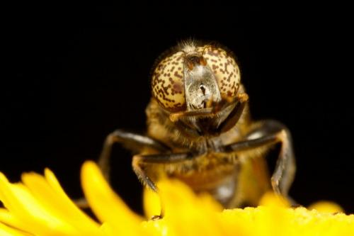 Réf. 64 960 : Eristalinus sepulchralis