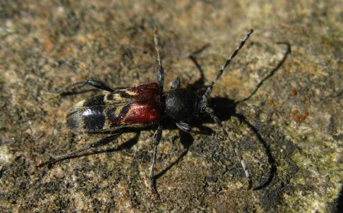 Réf. 64 387 : Anaglyptus mysticus