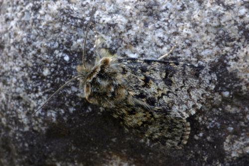 Réf. 64 260 : Anarta melanopa