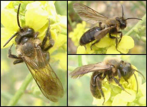 Réf. 64 083 : Andrena bimaculata