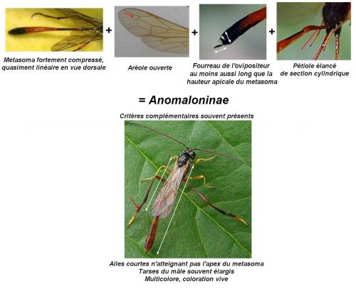 Réf. 64 675 : Anomaloninae inconnu