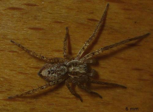 Anyphaena accentuata