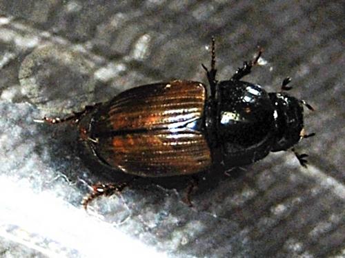 Réf. 64 367 : Aphodius foetidus
