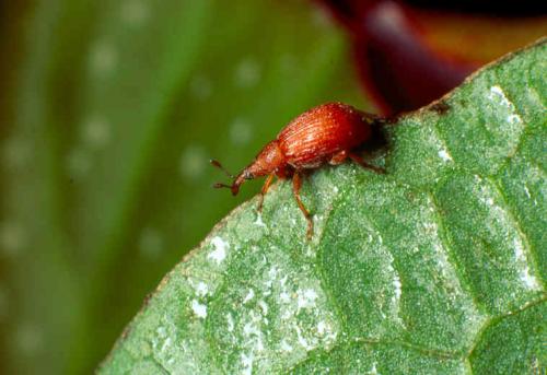 Apion frumentarium