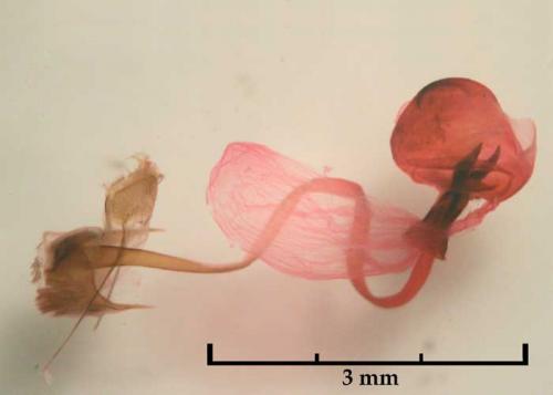 Aplocera sp.