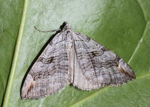 Réf. 64 309 : Aplocera plagiata