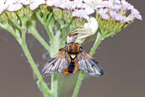 Ectophasia crassipennis