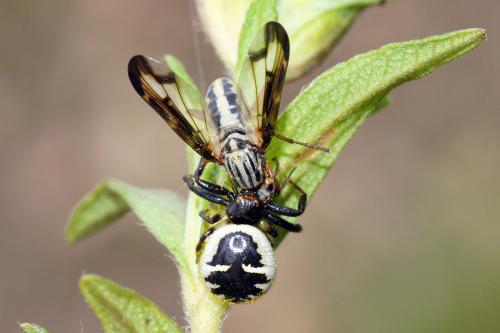 Dorycera grandis