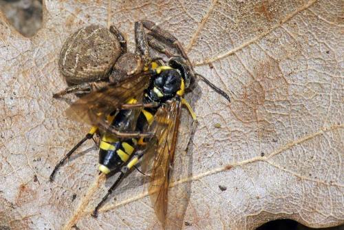Réf. 64 821 : Macrophya montana