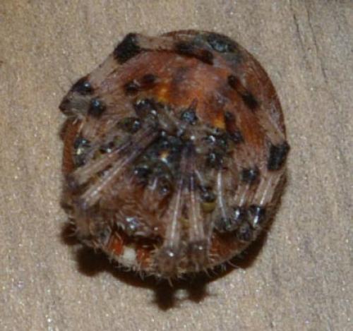 Araneus quadratus