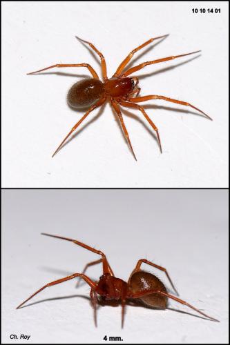 Saaristoa abnormis