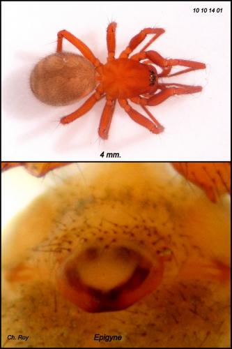 Saaristoa abnormis