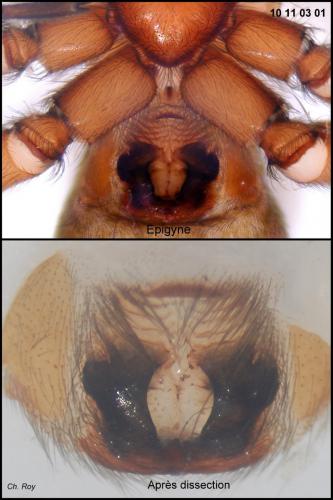 Réf. 64 649 : Haplodrassus silvestris