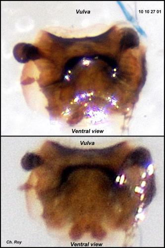 Crustulina sticta